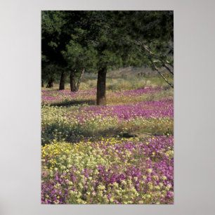 USA, Texas, Sand Verbena och Brown-eyed Poster