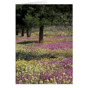 USA, Texas, Sand Verbena och Brunögd Hälsningskort