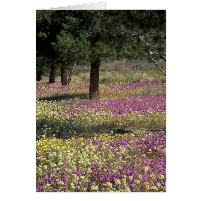 USA, Texas, Sand Verbena och Brunögd Hälsningskort (Framsidan)