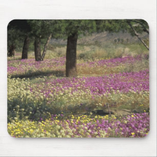 USA, Texas, Sandverbena och brungul nattljus Musmatta