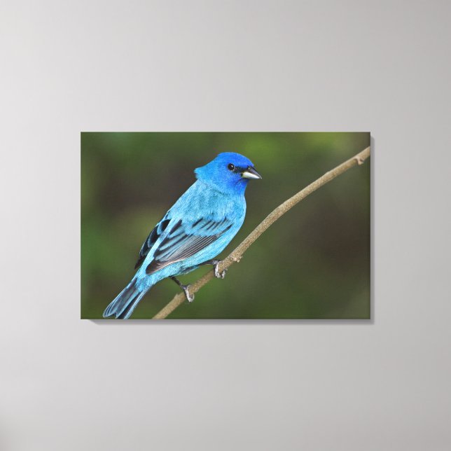 USA, Texas, Södra Padre Island Canvastryck (Framsida)