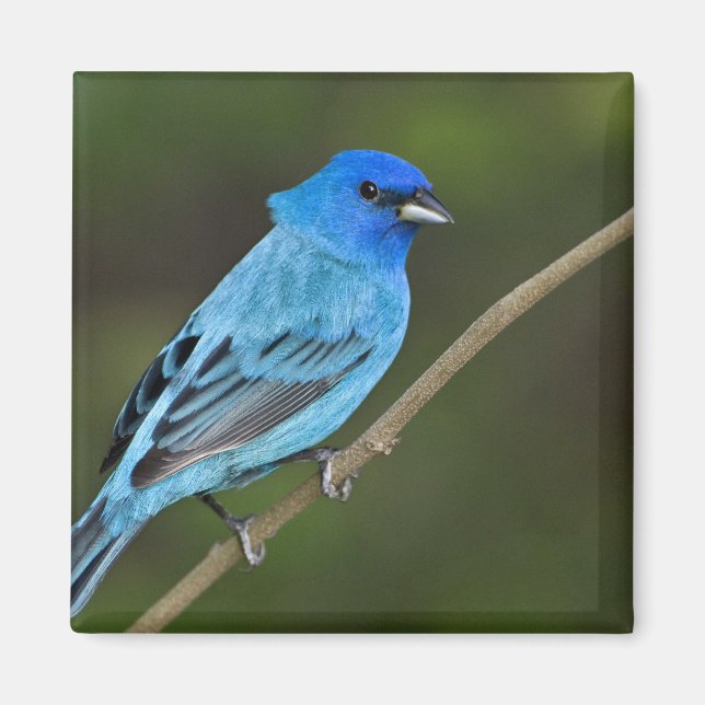 USA, Texas, Södra Padre Island Magnet (Framsidan)