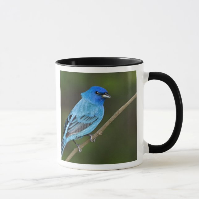 USA, Texas, South Padre Island Mugg (Höger)