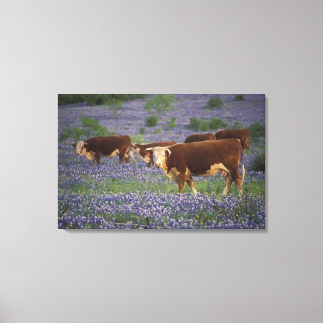 USA, Texas, Texas Backe Land, Hereford Canvastryck (Framsida)