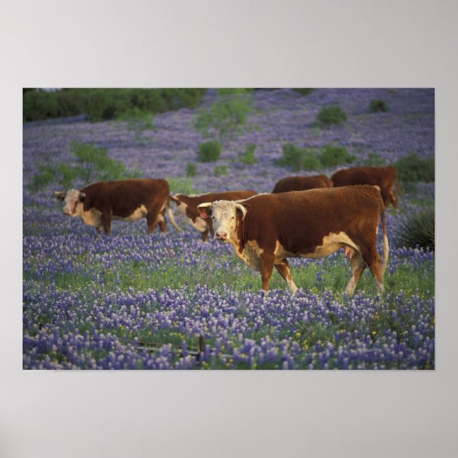 USA, Texas, Texas Backe Land, Hereford Poster (Framsidan)