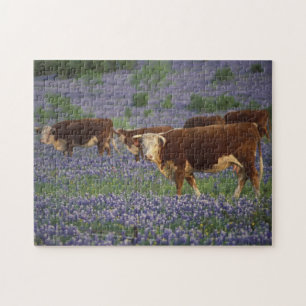 USA, Texas, Texas Backe Land, Hereford Pussel
