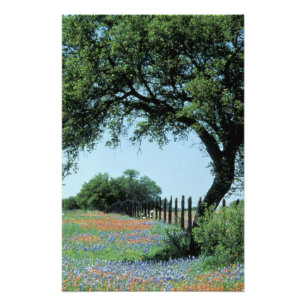 USA, Texas, Texas Backe Land Paintbrush och Fototryck