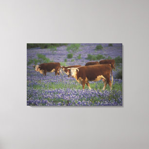 USA, Texas, Texas Hill Country, Hereford Canvastryck