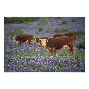 USA, Texas, Texas Hill Country, Hereford Fototryck