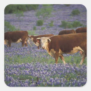 USA, Texas, Texas Hill Country, Hereford Fyrkantigt Klistermärke