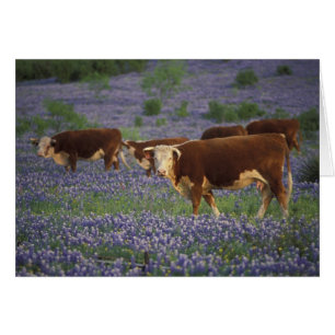 USA, Texas, Texas Hill Country, Hereford Hälsningskort