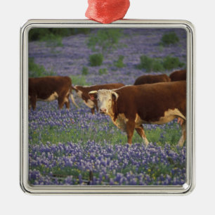 USA, Texas, Texas Hill Country, Hereford Julgransprydnad Metall