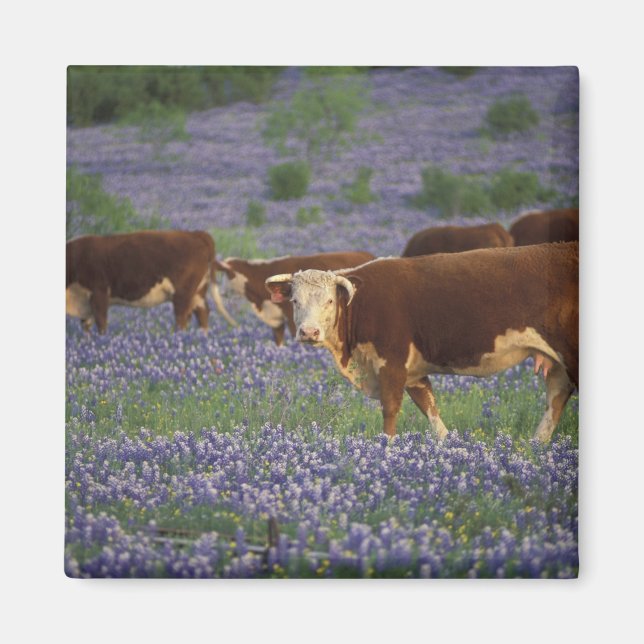 USA, Texas, Texas Hill Country, Hereford Magnet (Framsidan)