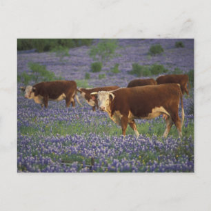 USA, Texas, Texas Hill Country, Hereford Vykort