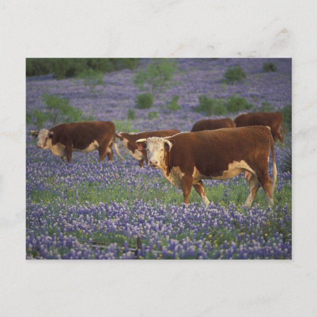 USA, Texas, Texas Hill Country, Hereford Vykort (Framsida)