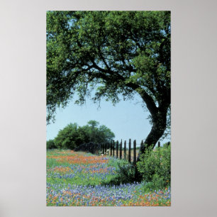 USA, Texas, Texas Hill Country Paintbrush och Poster