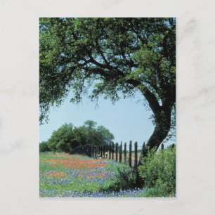 USA, Texas, Texas Hill Country Pensel och Vykort
