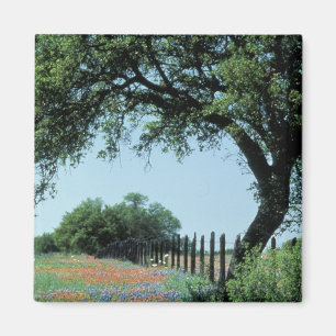 USA, Texas, Texas Hill Country Penselros och Magnet