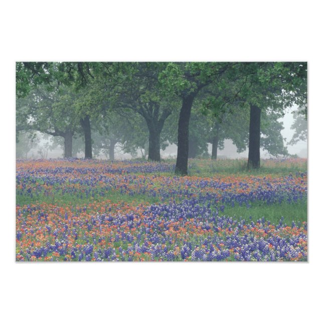 USA, Texas, Texas Hill Country Vidsträckt åker Fototryck (Framsidan)