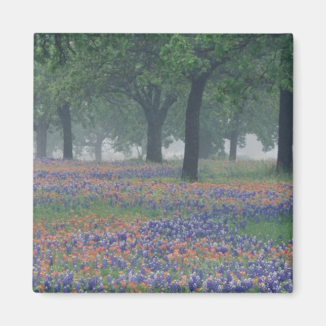 USA, Texas, Texas Hill Country Vidsträckt åker Magnet (Framsidan)