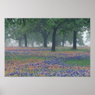 USA, Texas, Texas Hill Country Vidsträckt åker Poster