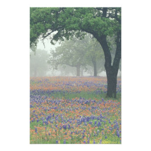 USA, Texas. Texaspensel och blåbonetter Fototryck