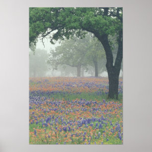 USA, Texas. Texaspensel och blåklockor Poster