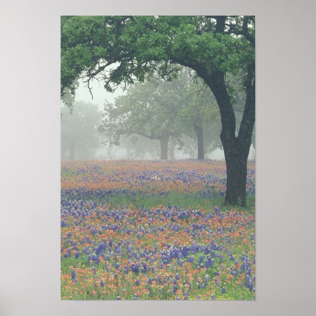 USA, Texas. Texaspensel och blåklockor Poster (Framsidan)