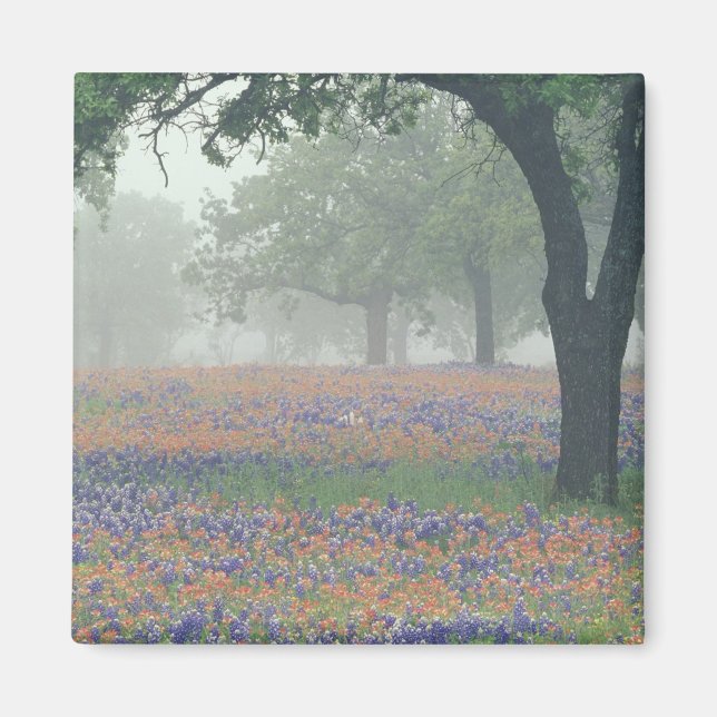 USA, Texas. Texaspensel och blåstjärnor Magnet (Framsidan)