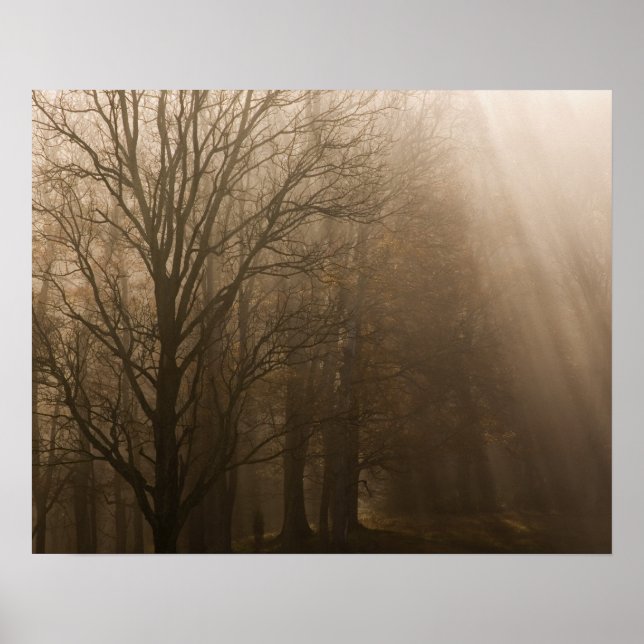 USA Underbar Smoky Mountain NP Tennessee träd i Poster (Framsidan)
