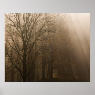 USA Underbarare Smoky Mountain NP Tennessee träd i Poster