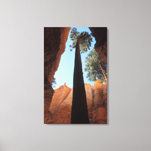 USA, Utah, Bryce Canyon National Park. Hög Canvastryck