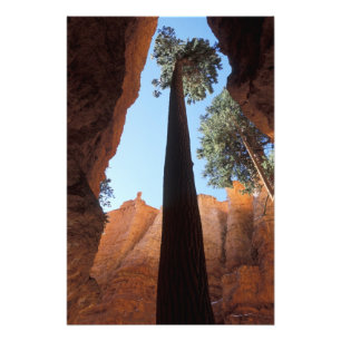 USA, Utah, Bryce Canyon National Park. Hög Fototryck