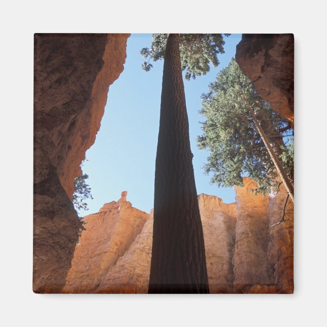 USA, Utah, Bryce Canyon National Park. Hög Magnet (Framsidan)