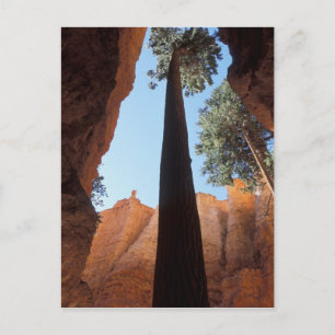 USA, Utah, Bryce Canyon National Park. Hög Vykort