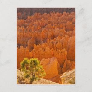 USA, Utah, Bryce Canyon nationalpark Vykort
