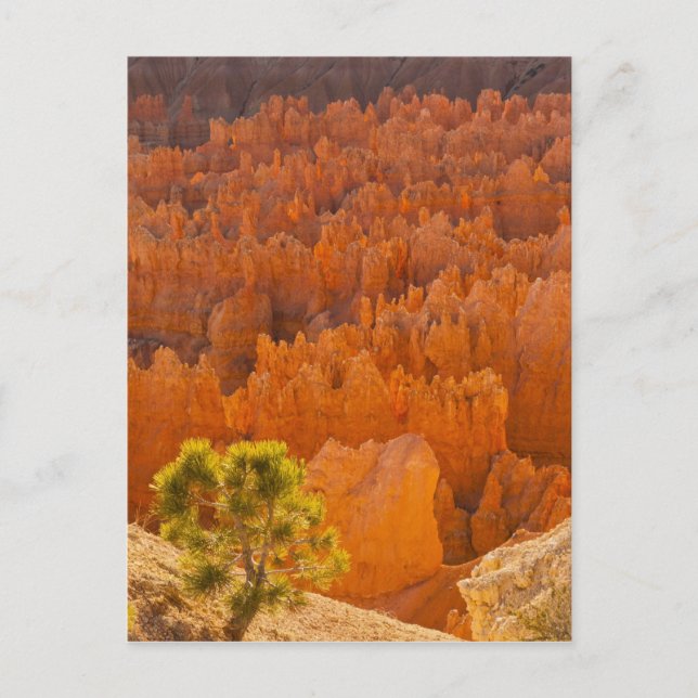 USA, Utah, Bryce Canyon nationalpark Vykort (Framsida)