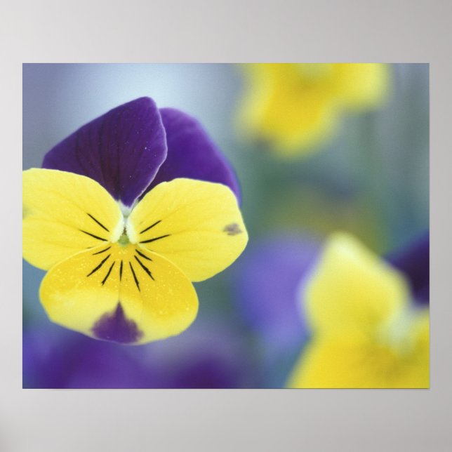 USA, Utah, Cache Valley Detail of a Johnny Jump Poster (Framsidan)