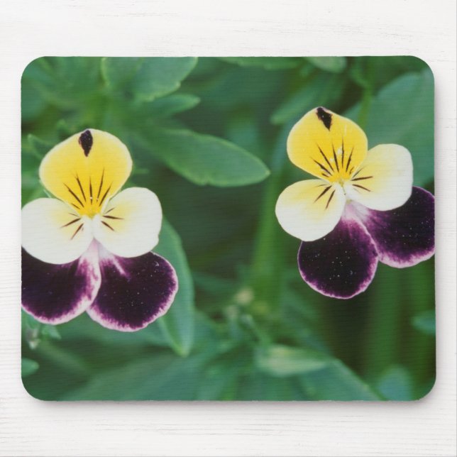 USA, Utah, Cache Valley, Johnny Jump Up Musmatta (Framsidan)