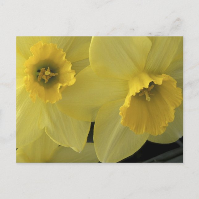 USA, Utah, Cache Valley Narcisser Vykort (Framsida)