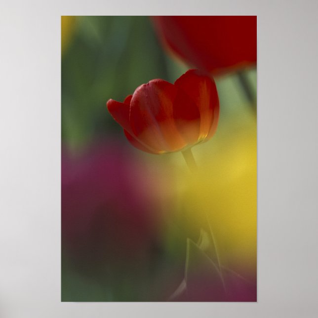 USA, Utah, Cache Valley Tulips i en trädgård Poster (Framsidan)
