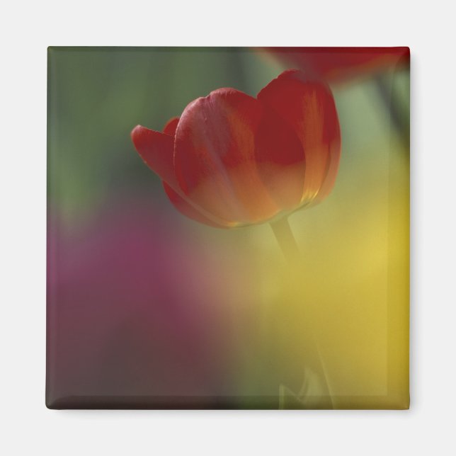 USA, Utah, Cache Valley Tulpaner i en trädgård Magnet (Framsidan)