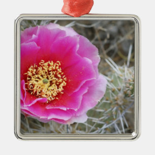 USA, Utah, Canyonlands NP, Desert Prickly Pear Julgransprydnad Metall
