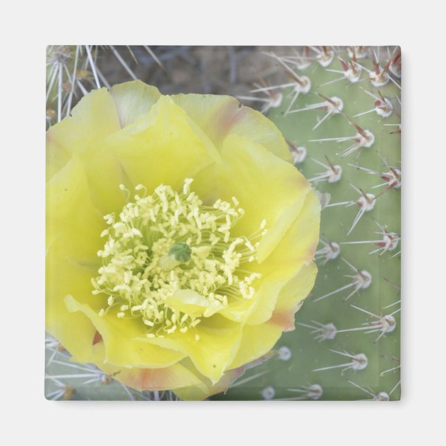 USA, Utah, Canyonlands, NP, Desert Prickly Pear Magnet (Framsidan)