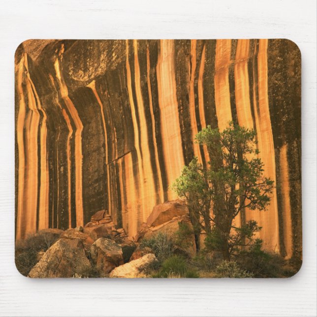 USA, Utah, Capitol Reef nationalpark Musmatta (Framsidan)
