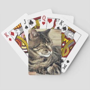 USA, Utah, Capitol Reef NP. Sovande randig katt Casinokort