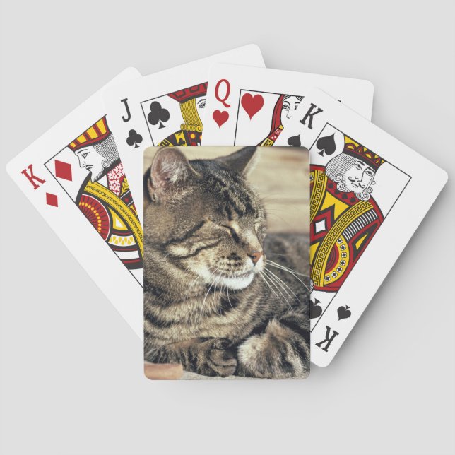 USA, Utah, Capitol Reef NP. Sovande randig katt Casinokort (Baksidan)