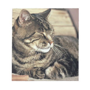 USA, Utah, Capitol Reef NP. Sovande tabbykatt Anteckningsblock