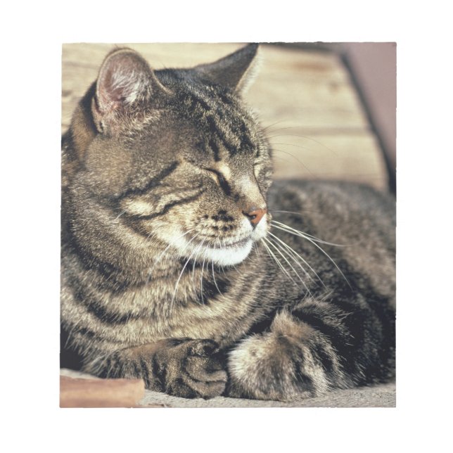 USA, Utah, Capitol Reef NP. Sovande tabbykatt Anteckningsblock (Framsida)
