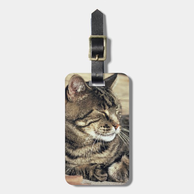 USA, Utah, Capitol Reef NP. Sovande tabbykatt Bagagebricka (Vertikal Framsida)